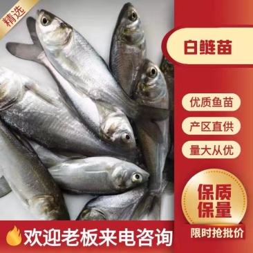 鲢鱼苗大量有货常年供应欢迎全国老板采购