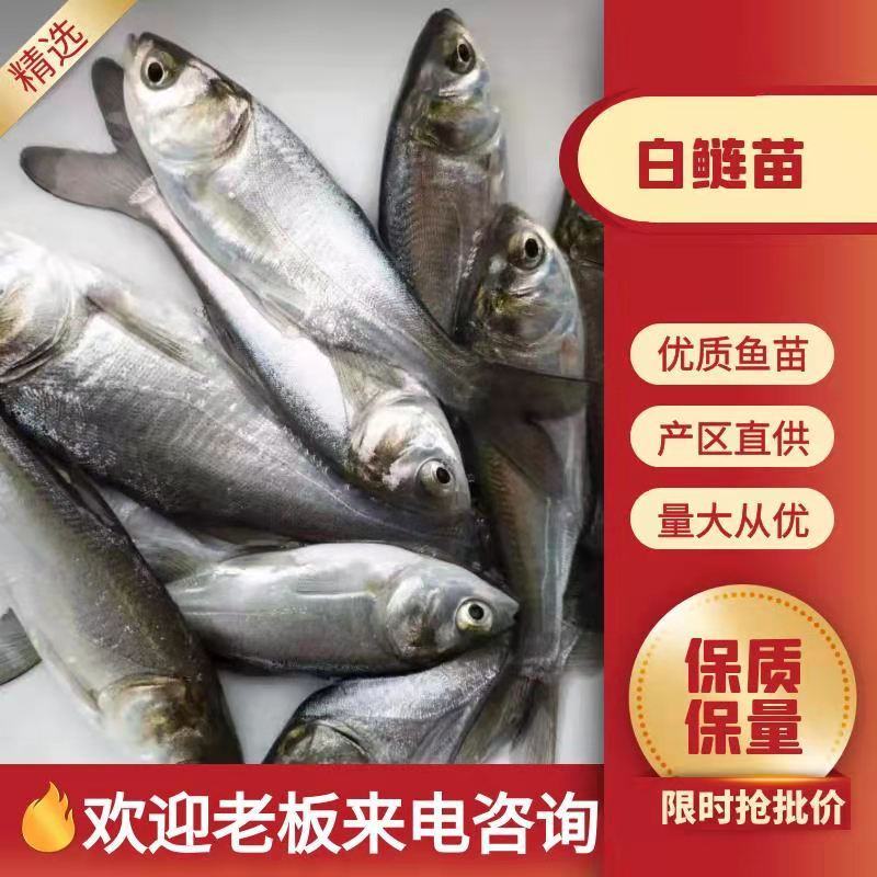 鲢鱼苗大量有货常年供应欢迎全国老板采购