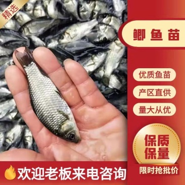 鯽鱼苗大量有货常年供应欢迎全国老板采购