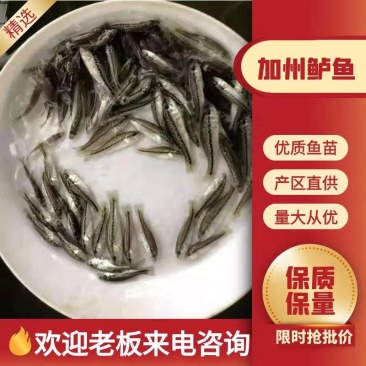 加州鲈鱼鱼苗大量有货常年供应包活到家欢迎全国老板采购