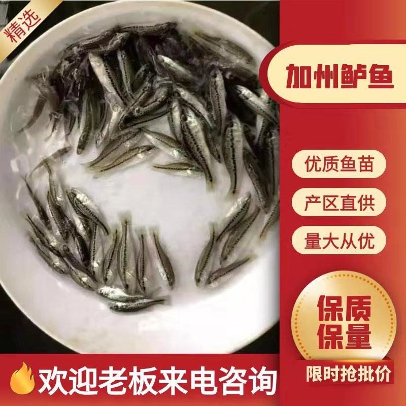 加州鲈鱼鱼苗大量有货常年供应包活到家欢迎全国老板采购