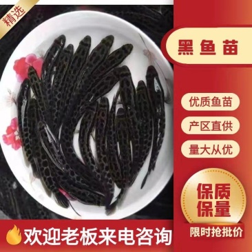 黑鱼苗大量有货常年供应欢迎全国老板采购