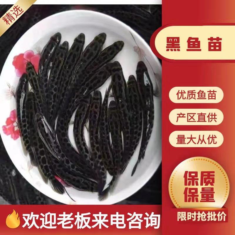 黑鱼苗大量有货常年供应欢迎全国老板采购
