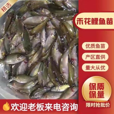 禾花鱼苗大量有货常年供应包活到家欢迎全国老板采购