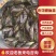 禾花鱼苗大量有货常年供应包活到家欢迎全国老板采购
