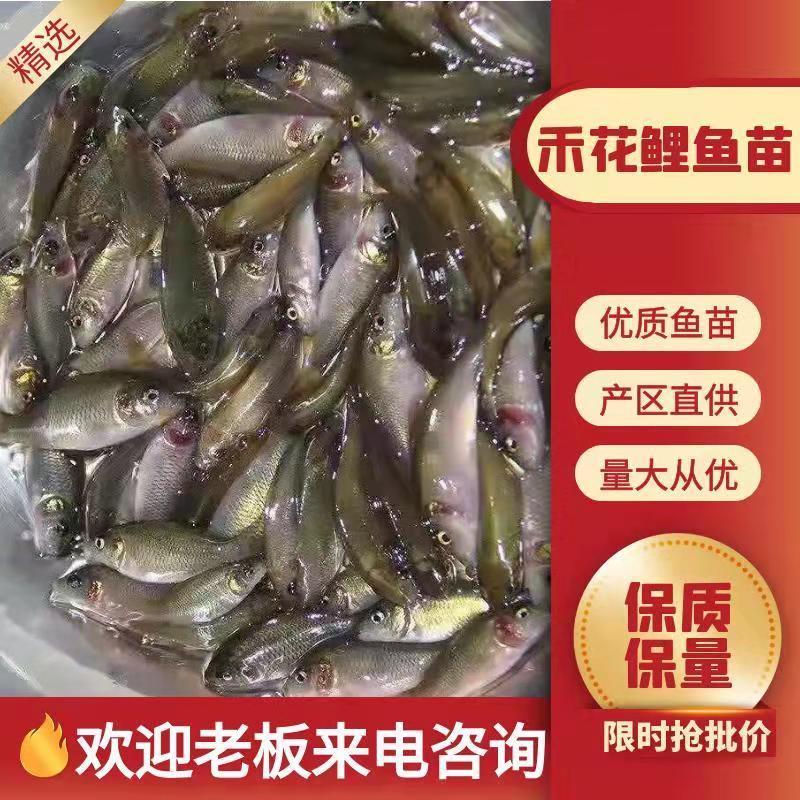 禾花鱼苗大量有货常年供应包活到家欢迎全国老板采购