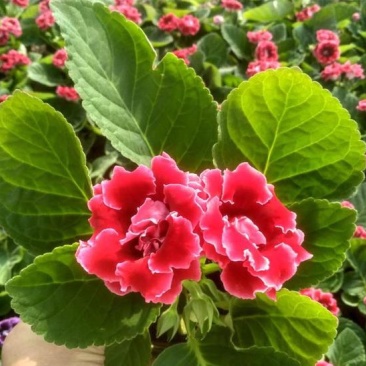 大岩桐花大岩桐种球岩桐大岩桐重瓣带花大岩桐花籽大岩桐花种
