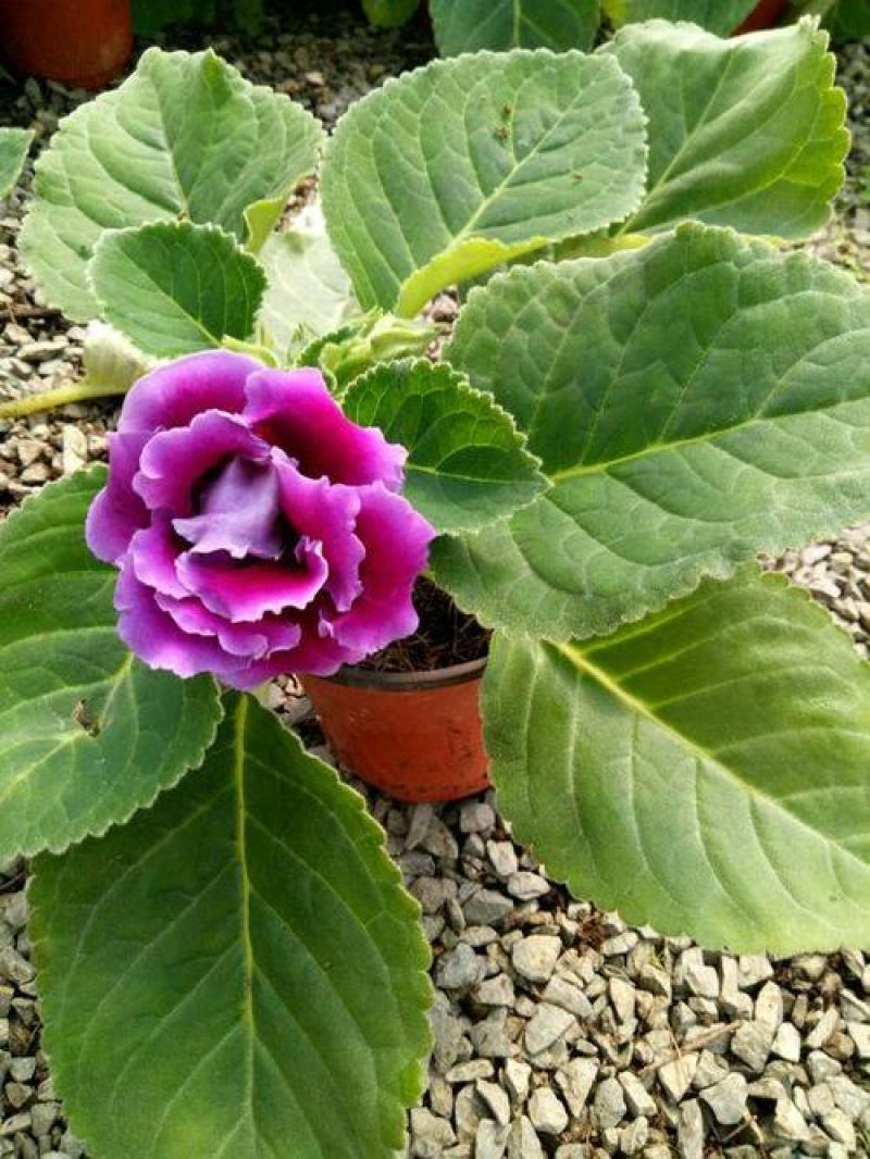 大岩桐花大岩桐种球岩桐大岩桐重瓣带花大岩桐花籽大岩桐花种