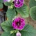 大岩桐花大岩桐种球岩桐大岩桐重瓣带花大岩桐花籽大岩桐花种