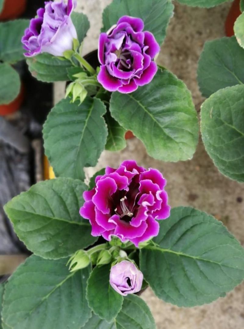 大岩桐花大岩桐种球岩桐大岩桐重瓣带花大岩桐花籽大岩桐花种