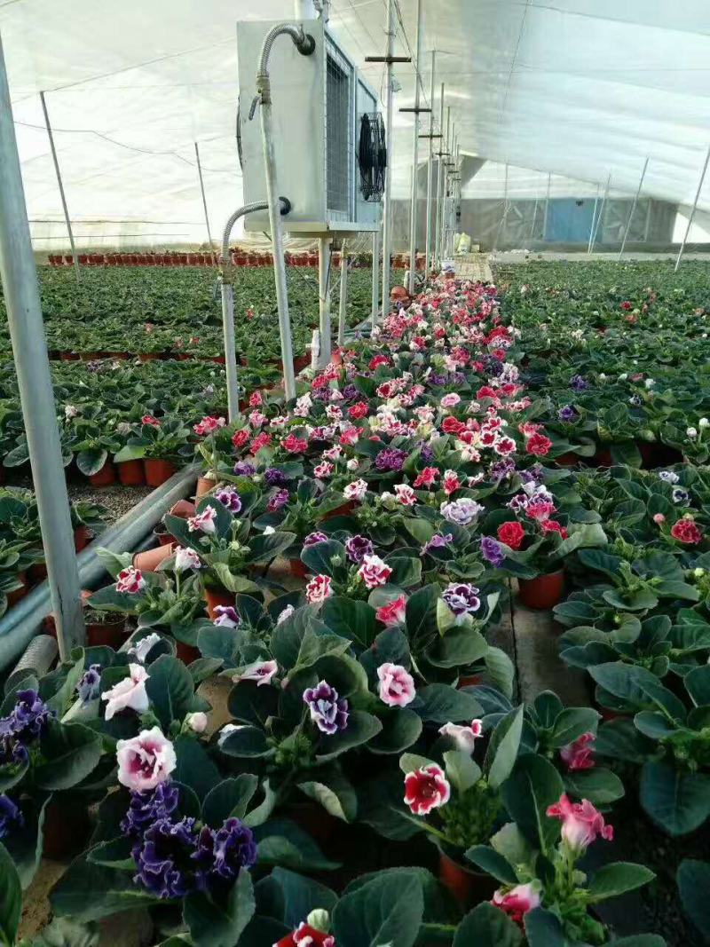 大岩桐花大岩桐种球岩桐大岩桐重瓣带花大岩桐花籽大岩桐花种
