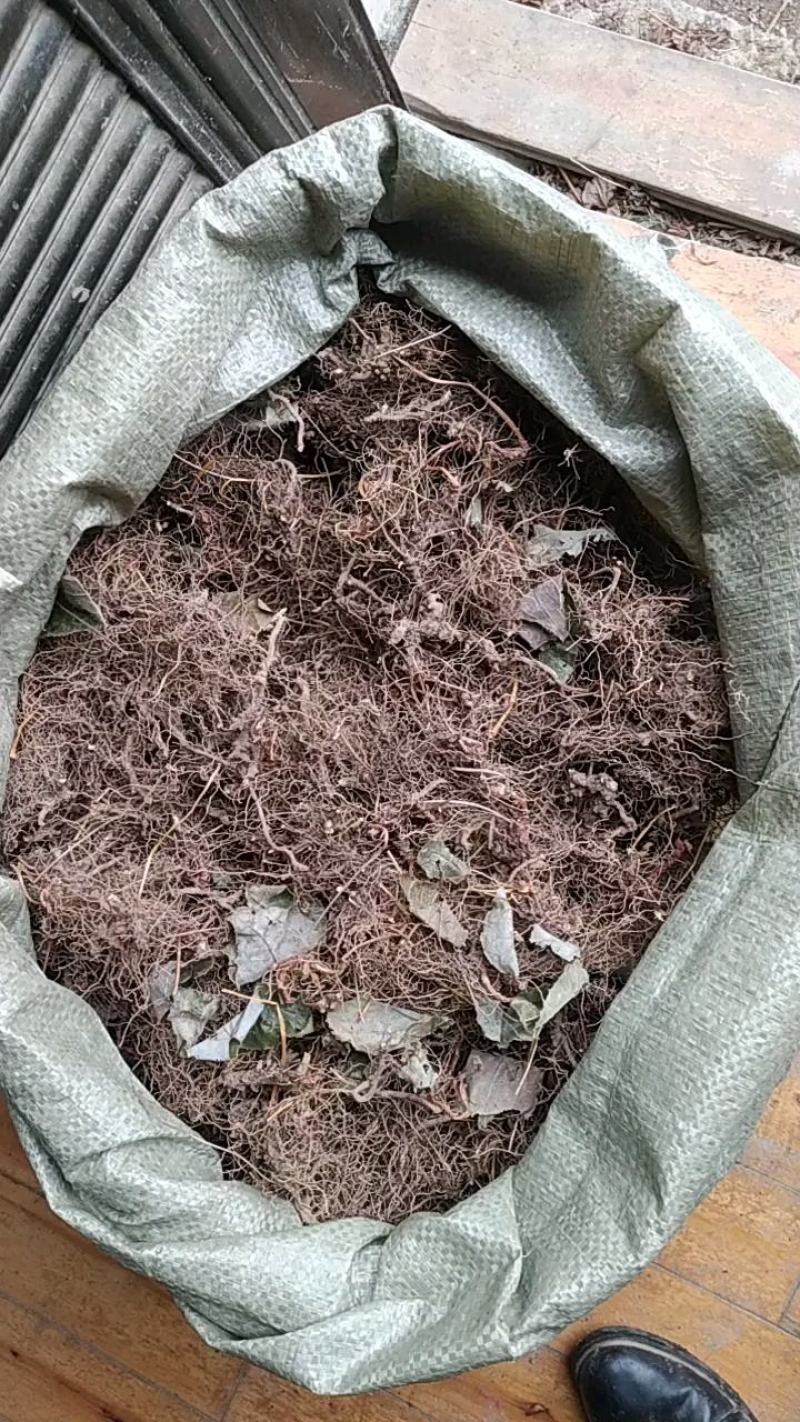 贵州铜仁野生无硫淫羊藿茎叶羊角叶全草仙灵脾根干品产地直发