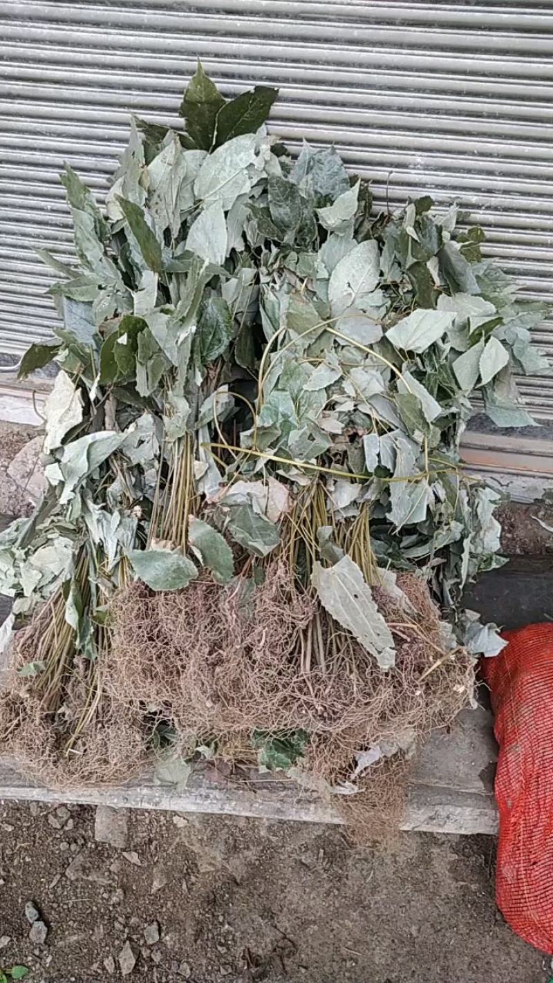 贵州铜仁野生无硫淫羊藿茎叶羊角叶全草仙灵脾根干品产地直发