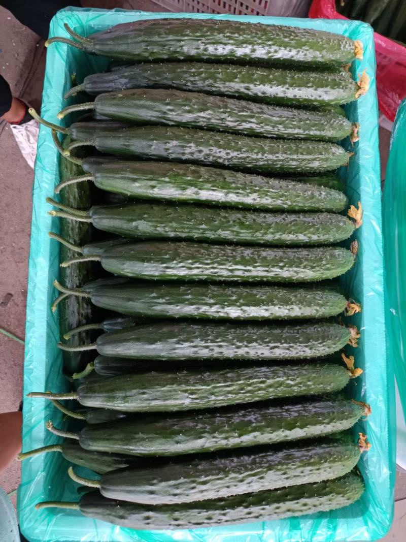 密刺黄瓜精品山东莘县油亮，密刺黄瓜，中条瓜货源足