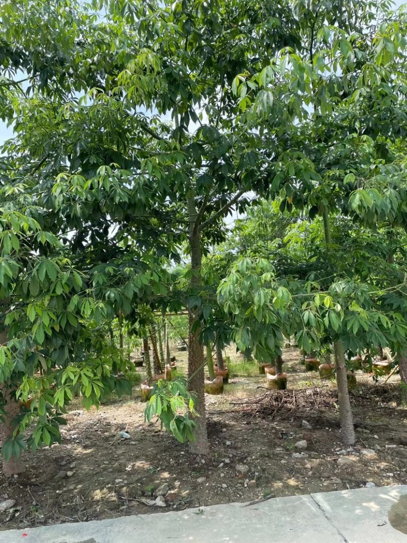 广东揭阳市美人树，美丽异木棉各种规格地苗产地
