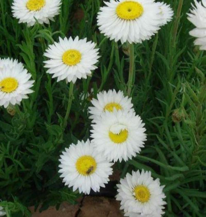 花草菊种子庭院易种花种多年生花种子室外四季种易活花籽