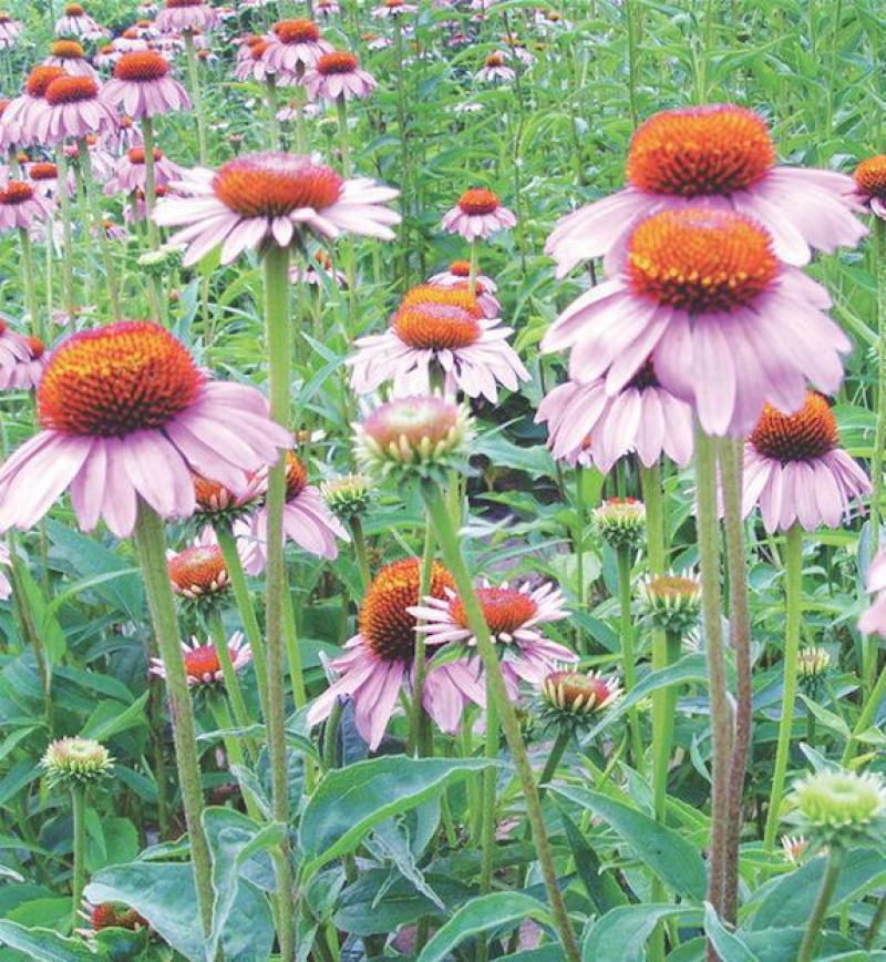 花草菊种子庭院易种花种多年生花种子室外四季种易活花籽