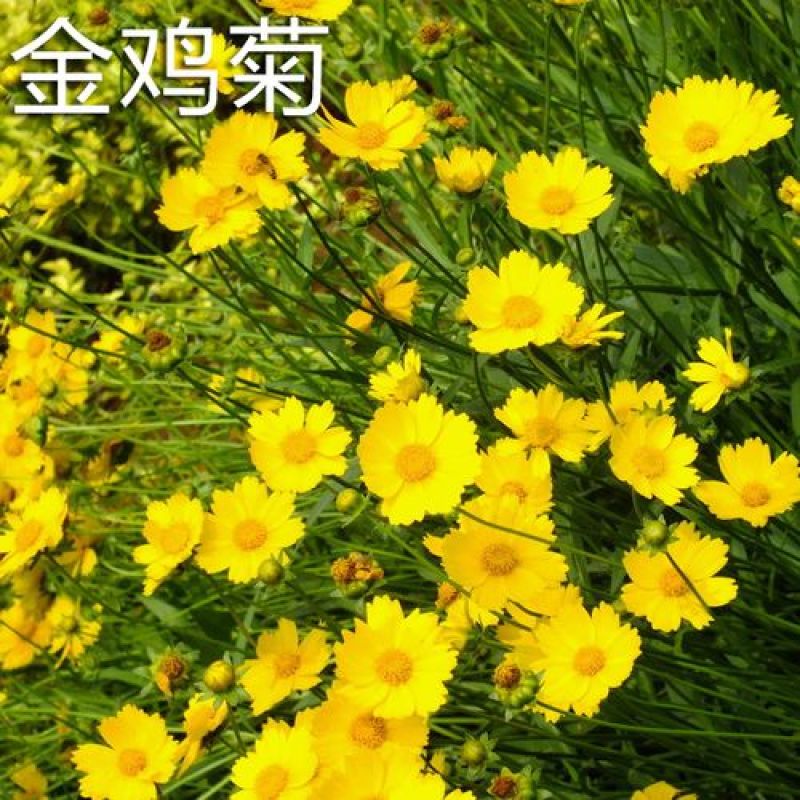 花草菊种子庭院易种花种多年生花种子室外四季种易活花籽