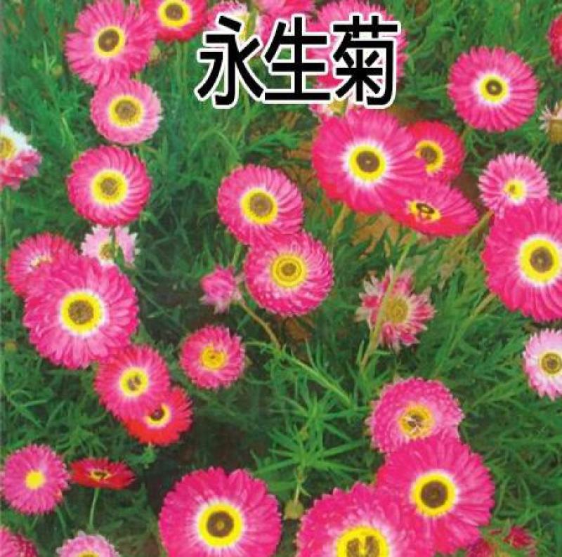 花草菊种子庭院易种花种多年生花种子室外四季种易活花籽