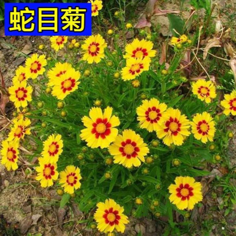 花草菊种子庭院易种花种多年生花种子室外四季种易活花籽