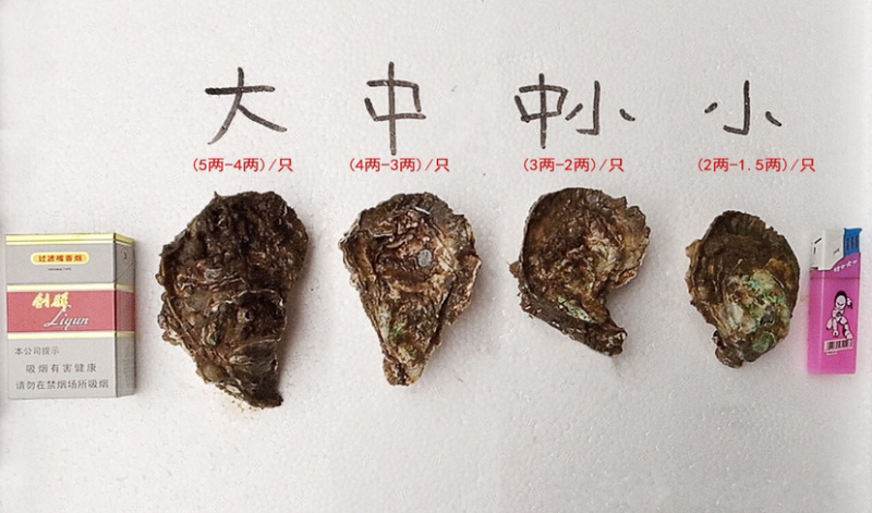 场地批发湛江生蚝台山蚝100斤装一件代打包