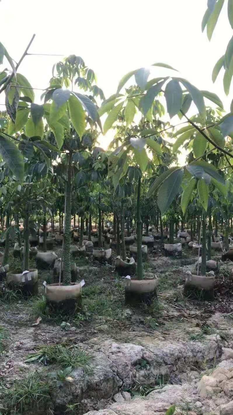 广东揭阳市美人树，美丽异木棉产地