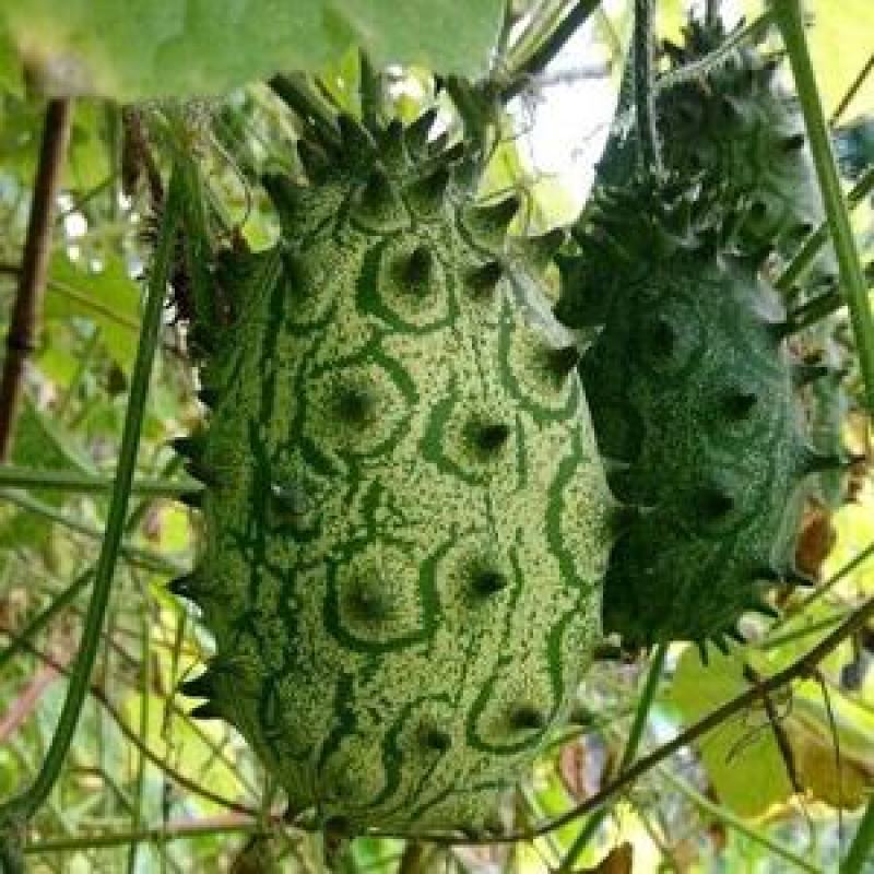 火参果种子