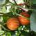 香水瓜种子甜瓜种子观赏食用改善室内空气环境芳香去味