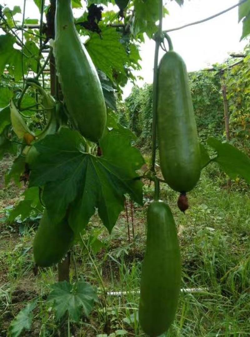 香如蜜火腿甜瓜种子种籽阳台盆栽四季播种可食用特色蔬菜瓜果