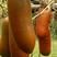 香如蜜火腿甜瓜种子种籽阳台盆栽四季播种可食用特色蔬菜瓜果