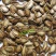 香如蜜火腿甜瓜种子种籽阳台盆栽四季播种可食用特色蔬菜瓜果