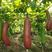 香如蜜火腿甜瓜种子种籽阳台盆栽四季播种可食用特色蔬菜瓜果