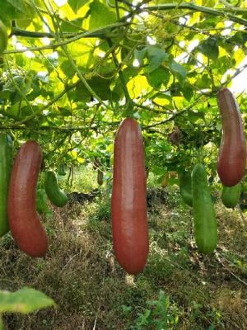 香如蜜火腿甜瓜种子种籽阳台盆栽四季播种可食用特色蔬菜瓜果