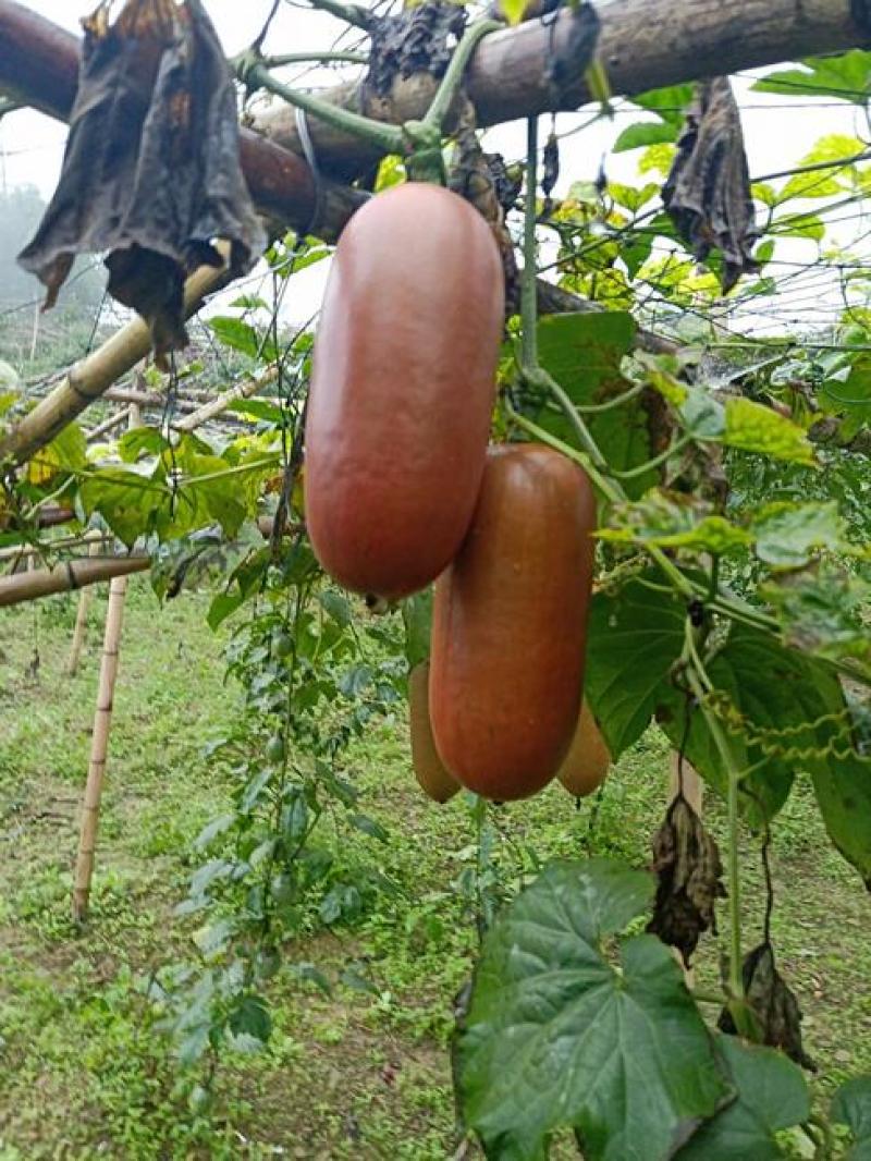 香如蜜火腿甜瓜种子种籽阳台盆栽四季播种可食用特色蔬菜瓜果