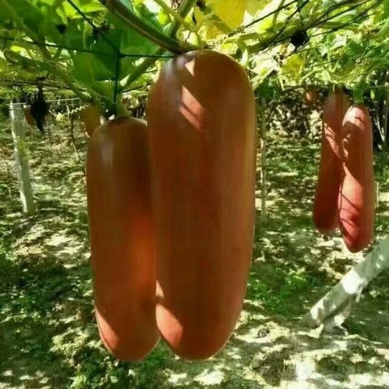 香如蜜火腿甜瓜种子种籽阳台盆栽四季播种可食用特色蔬菜瓜果