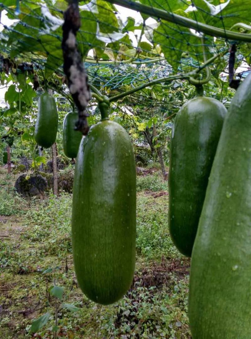 香如蜜火腿甜瓜种子种籽阳台盆栽四季播种可食用特色蔬菜瓜果
