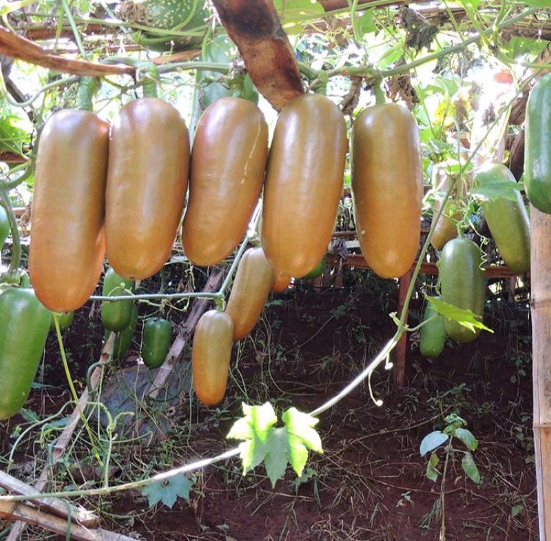 香如蜜火腿甜瓜种子种籽阳台盆栽四季播种可食用特色蔬菜瓜果