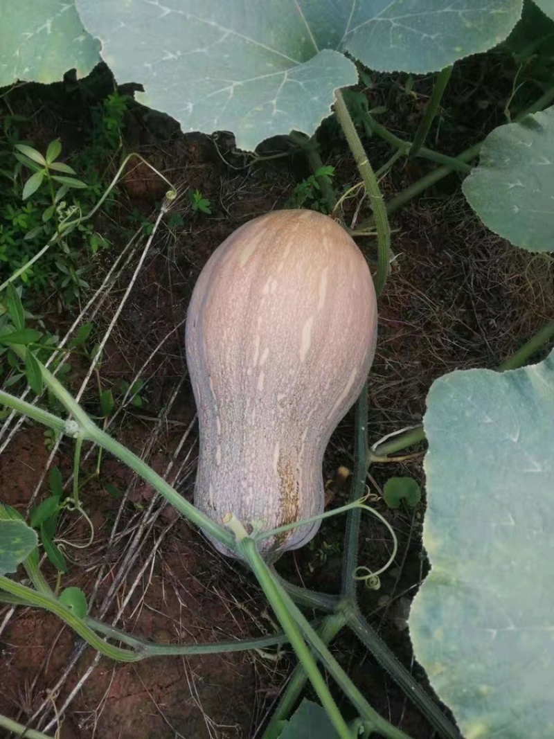南瓜金蜜本