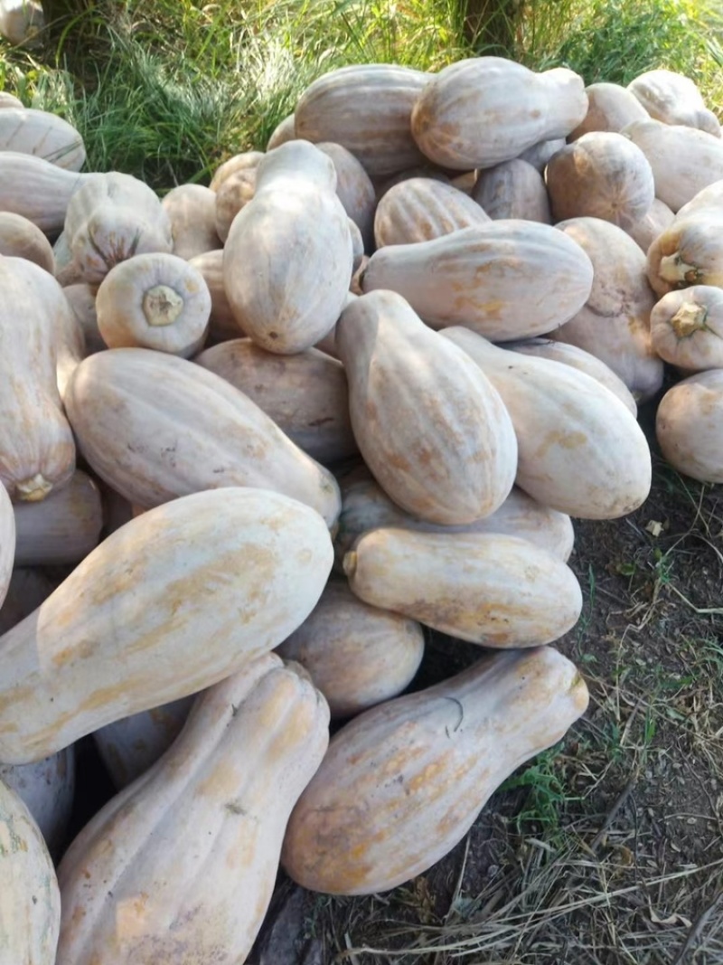 南瓜金蜜本