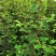 酸木瓜种子嫁接苗木瓜水果厚实香气浓郁瓜种子酸木瓜种子
