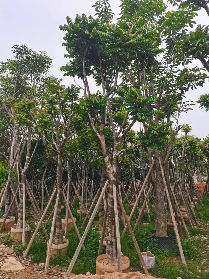 广东普宁麻楝，大量出售，各种规格，基地直销，量大从优
