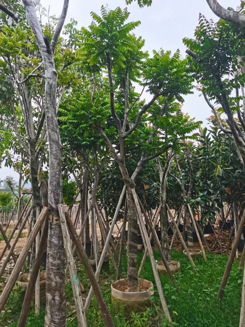 广东普宁麻楝，大量出售，各种规格，基地直销，量大从优