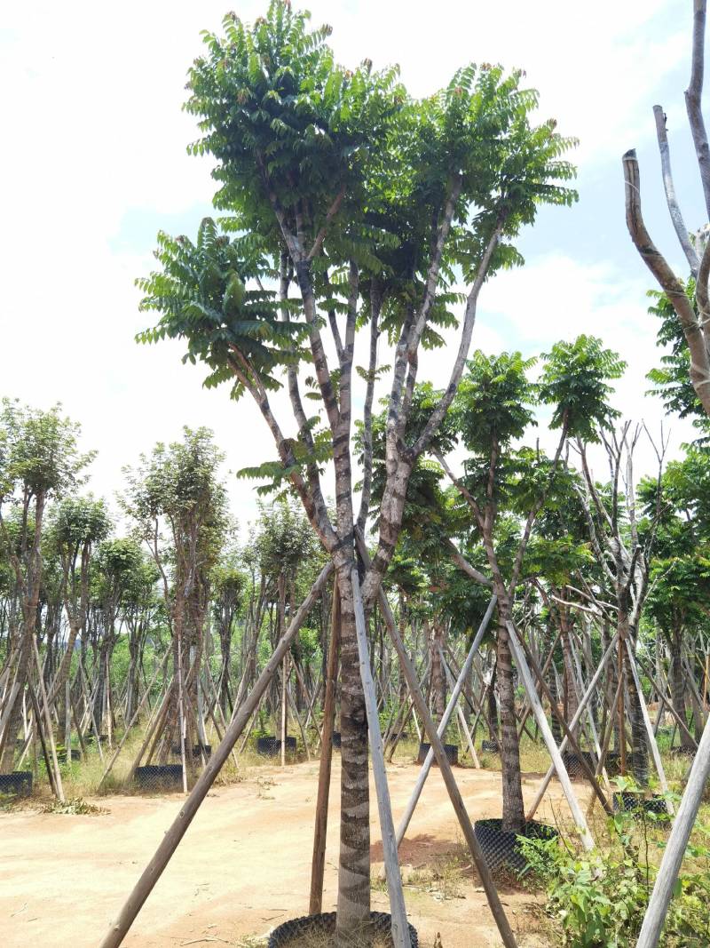 广东普宁麻楝，大量出售，各种规格，基地直销，量大从优