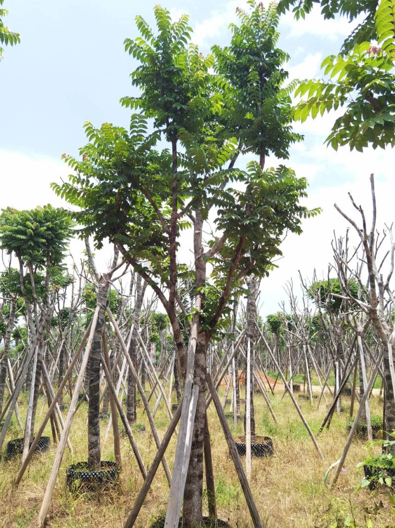 广东普宁麻楝，大量出售，各种规格，基地直销，量大从优