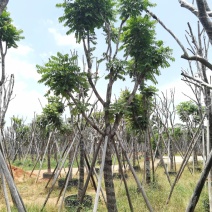 广东普宁麻楝，大量出售，各种规格，基地直销，量大从优