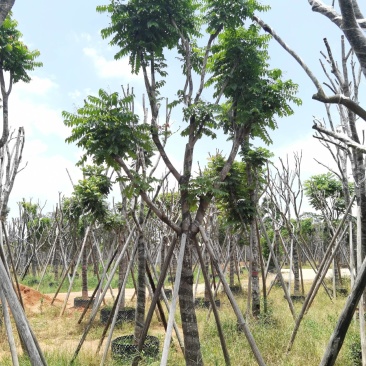 广东普宁麻楝，大量出售，各种规格，基地直销，量大从优