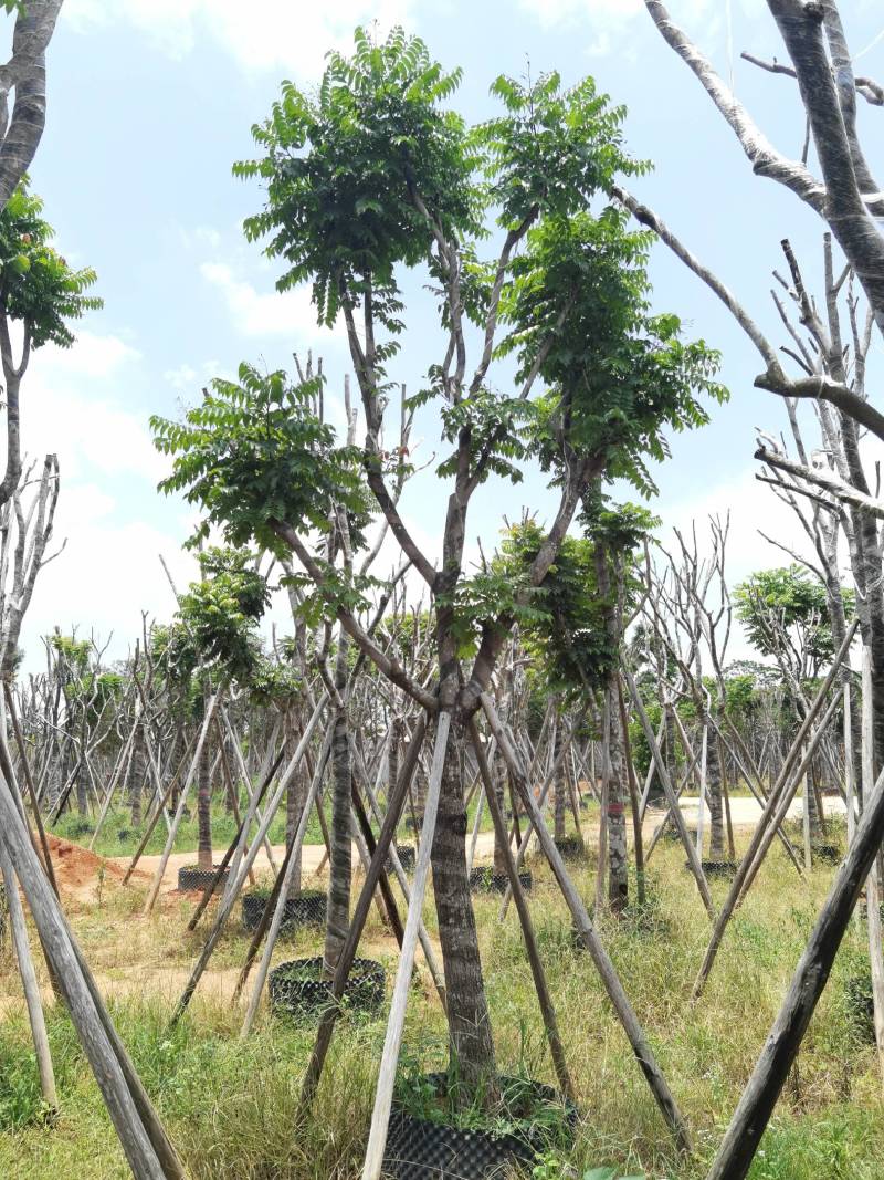 广东普宁麻楝，大量出售，各种规格，基地直销，量大从优