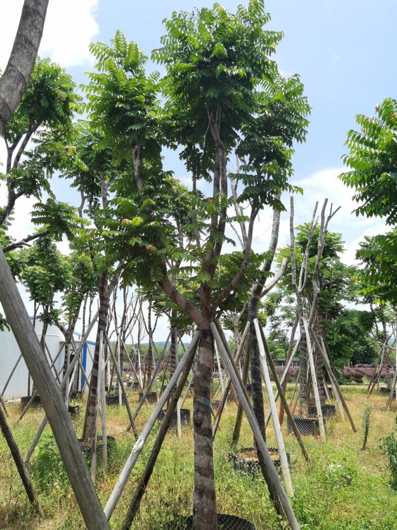 广东普宁麻楝，大量出售，各种规格，基地直销，量大从优