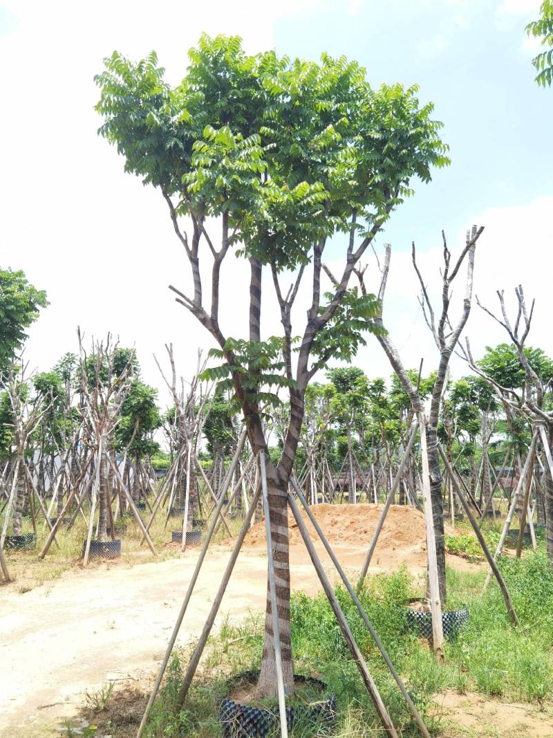 广东普宁麻楝，大量出售，各种规格，基地直销，量大从优