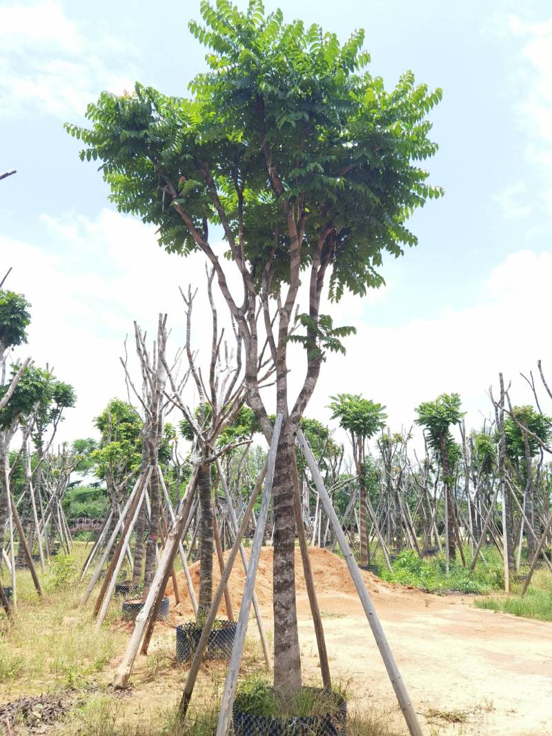 广东普宁麻楝，大量出售，各种规格，基地直销，量大从优